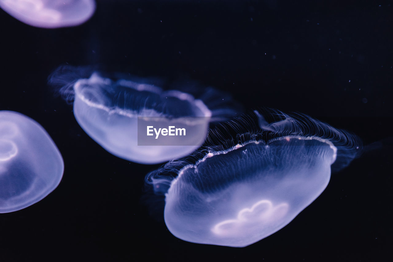 Tranquil transparent blue jellyfish under sea turquoise water on blurred background