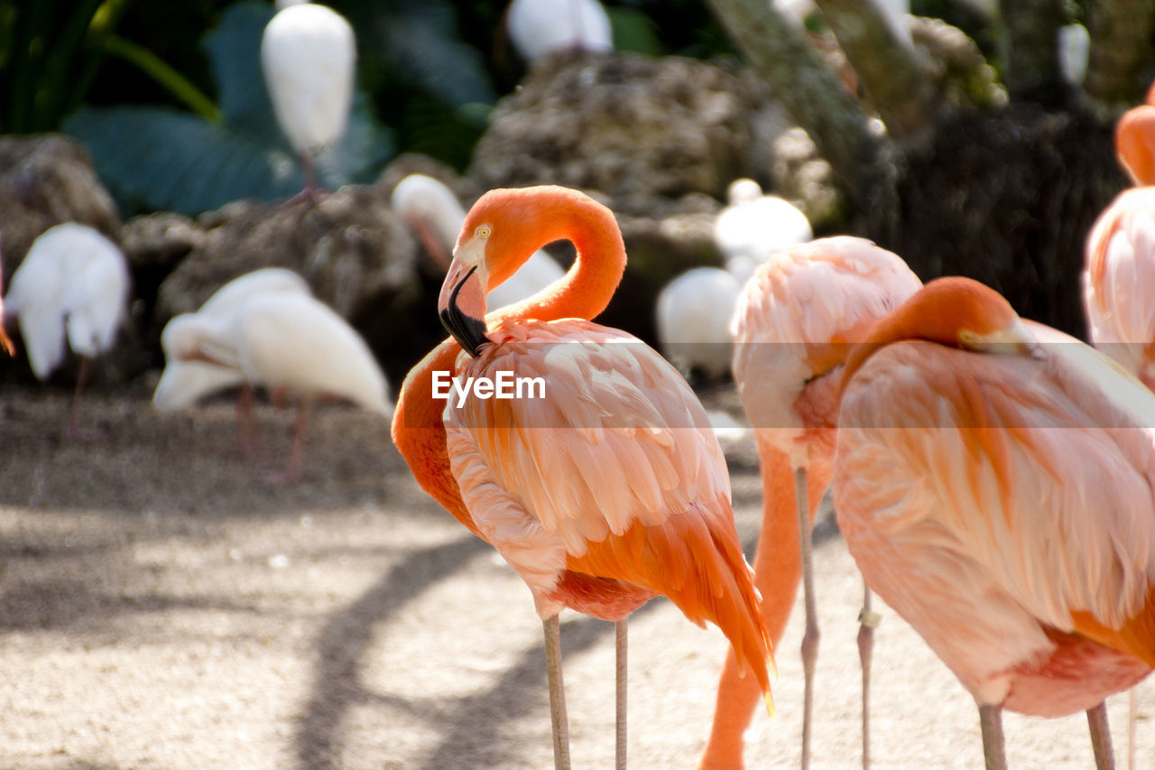 FLAMINGOS ON A FIELD