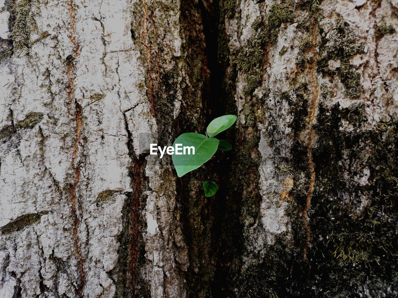 CLOSE-UP OF HEART SHAPE TREE TRUNK