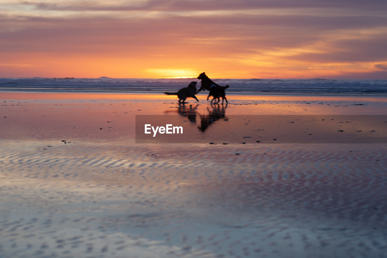 MAN RIDING HORSE AT BEACH