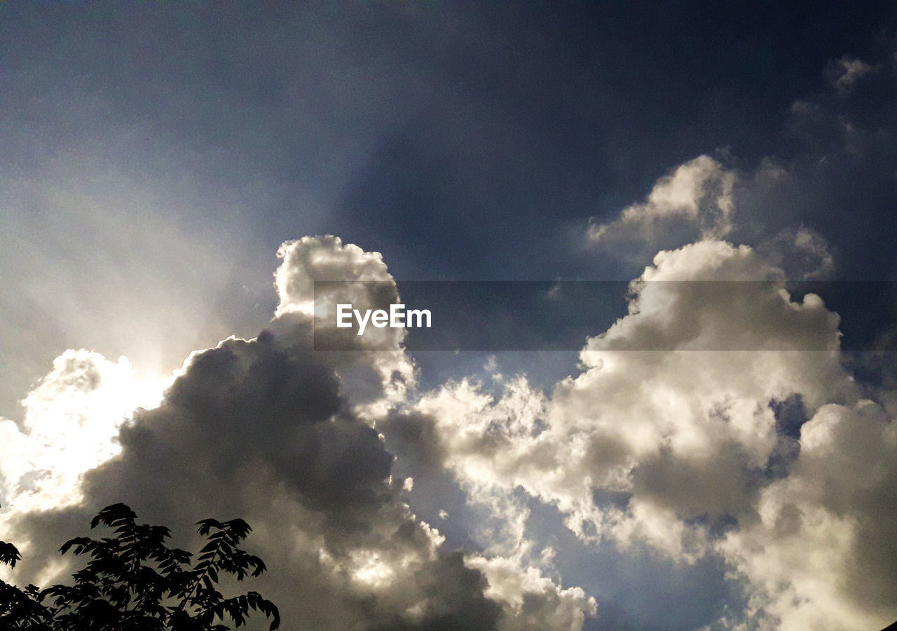 LOW ANGLE VIEW OF SKY AND TREES AGAINST CLOUDY BLUE