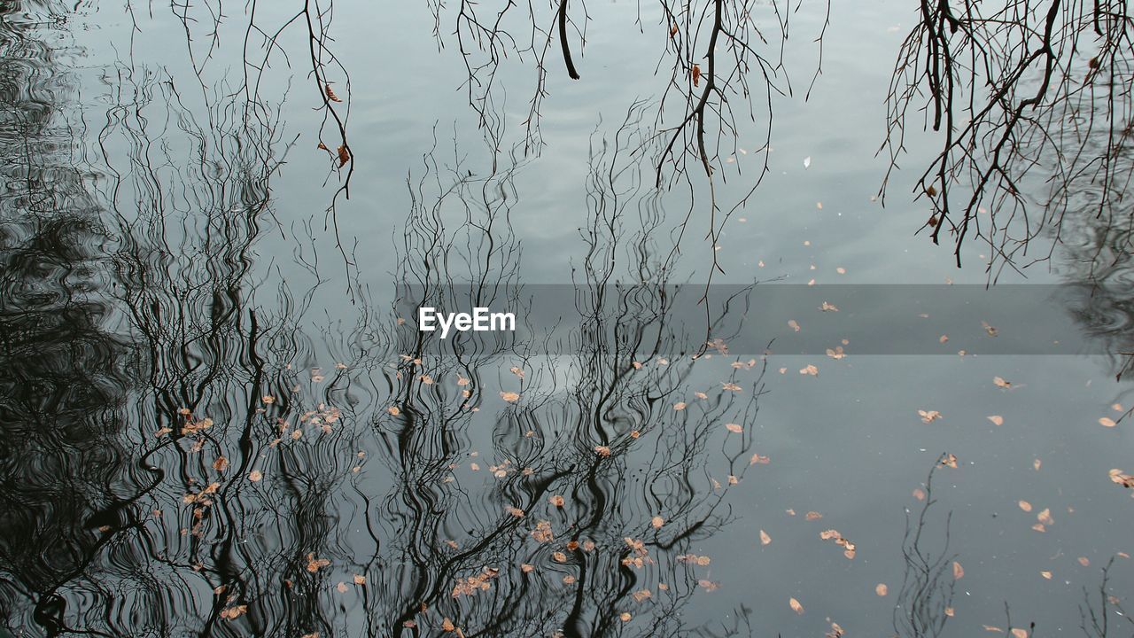 CLOSE-UP OF WATER DROPS ON TREE DURING SUNSET