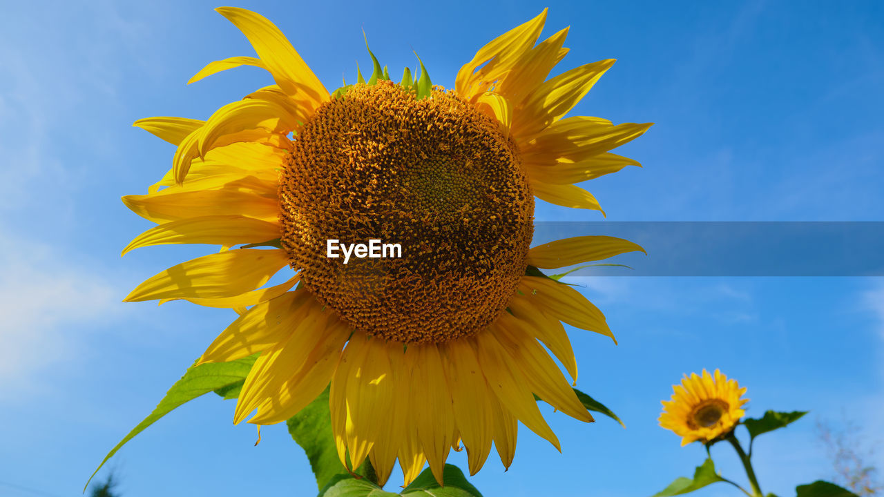 CLOSE-UP OF SUNFLOWER AGAINST SKY