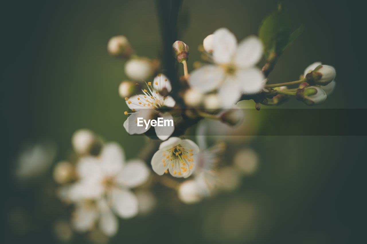 Crataegus in spring