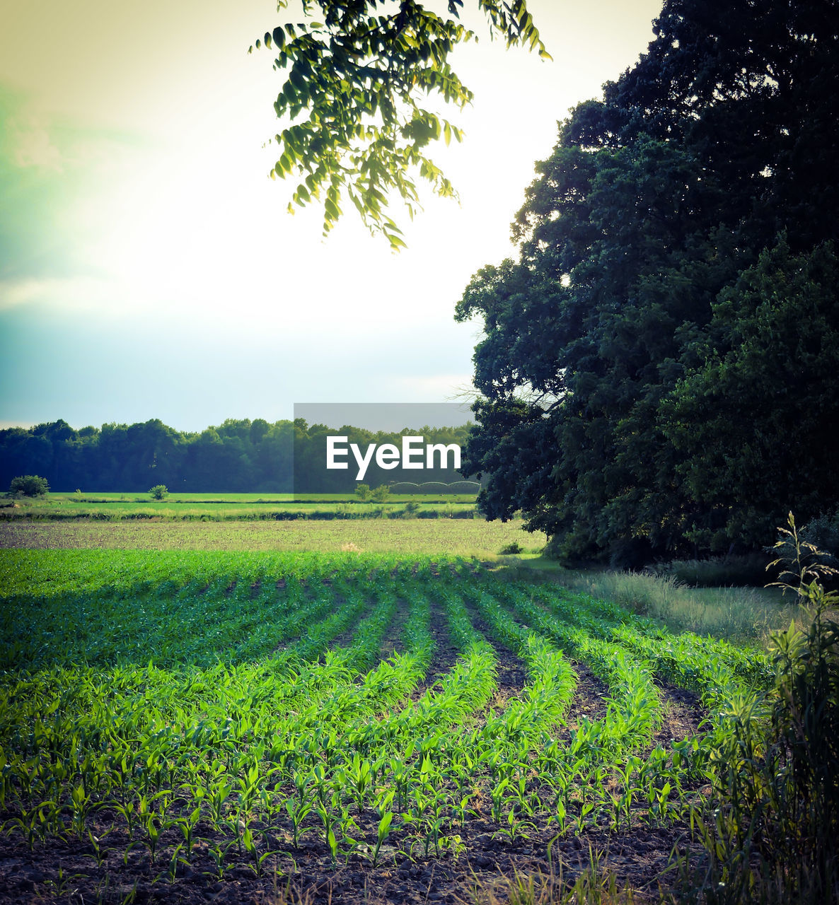 TREES GROWING IN FIELD