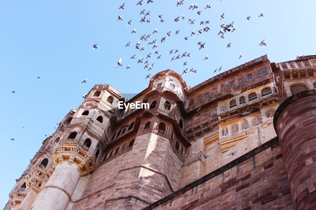 Low angle view of birds flying over historic building