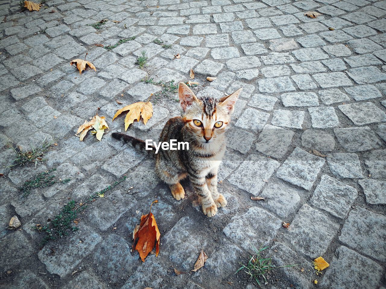 Portrait of stray kitten sitting on cobble street during autumn