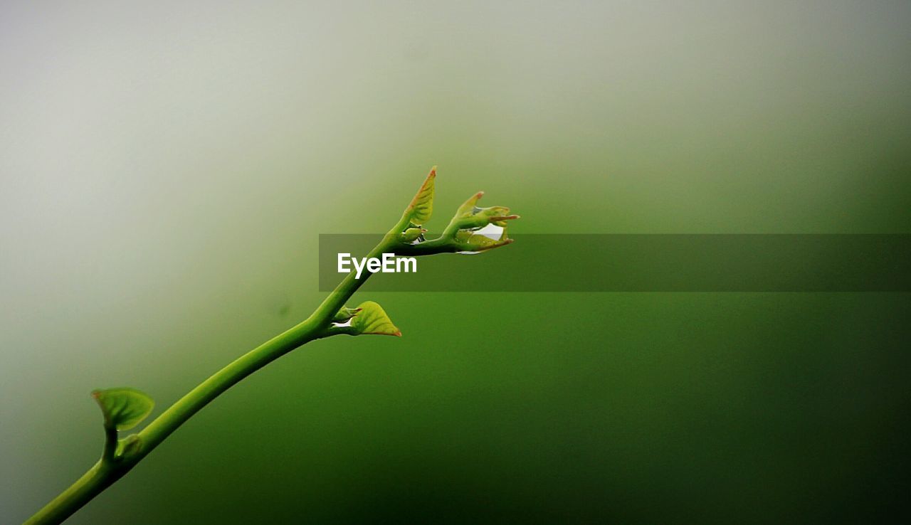 CLOSE-UP OF FLOWER PLANT