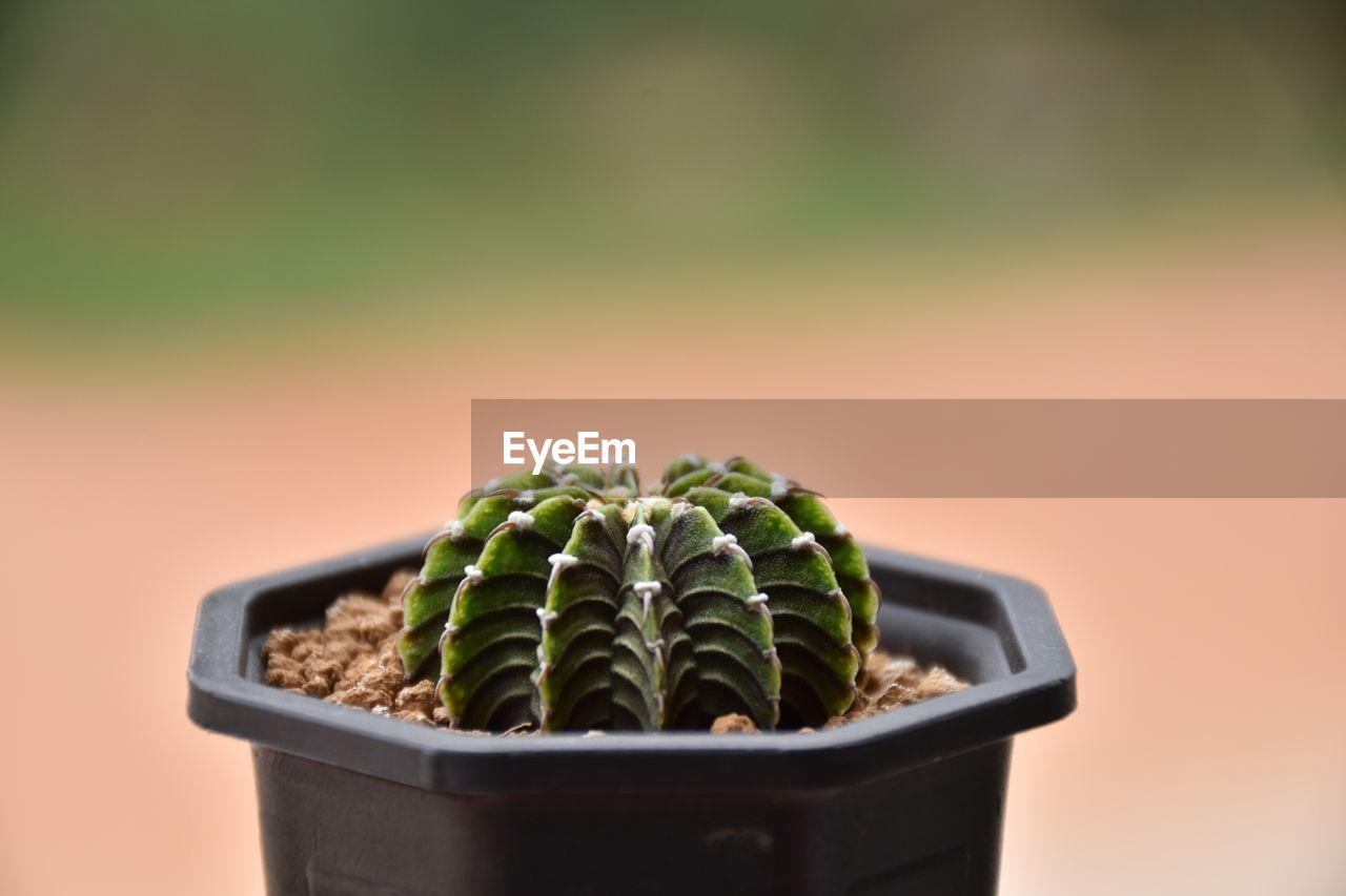 Close-up of potted plant