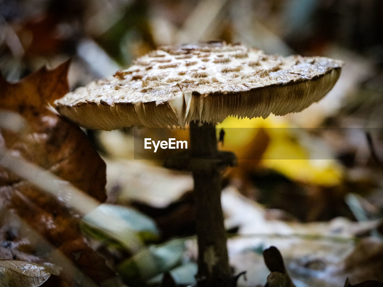 CLOSE-UP OF MUSHROOM GROWING ON FIELD DURING RAINY SEASON