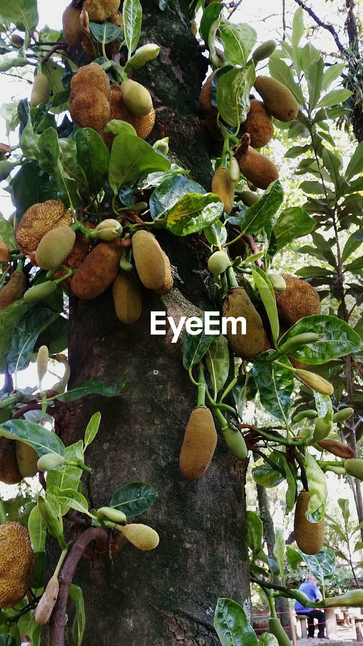 CLOSE-UP OF FRESH FRUIT TREE