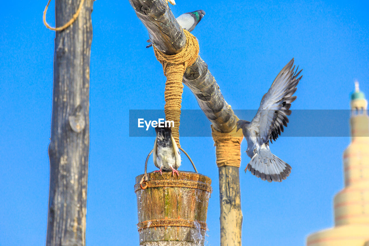 LOW ANGLE VIEW OF BIRDS ON WOODEN POST