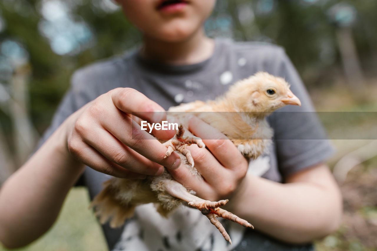 Midsection of boy sitting with chicken