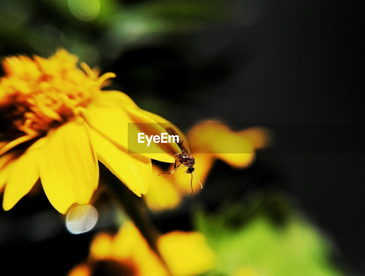 CLOSE-UP OF BEE POLLINATING YELLOW FLOWER