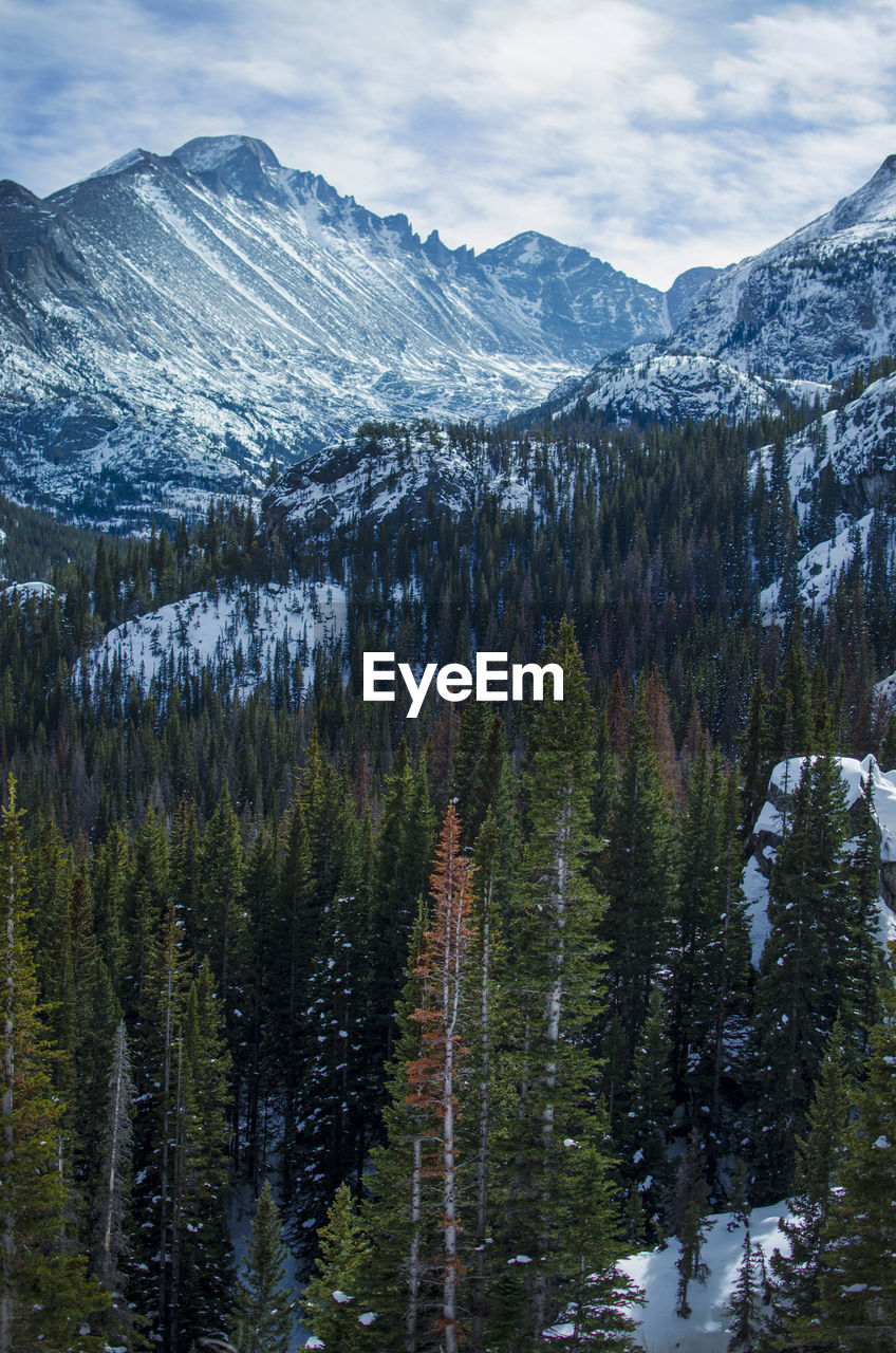 Pine trees on snowcapped mountains against sky