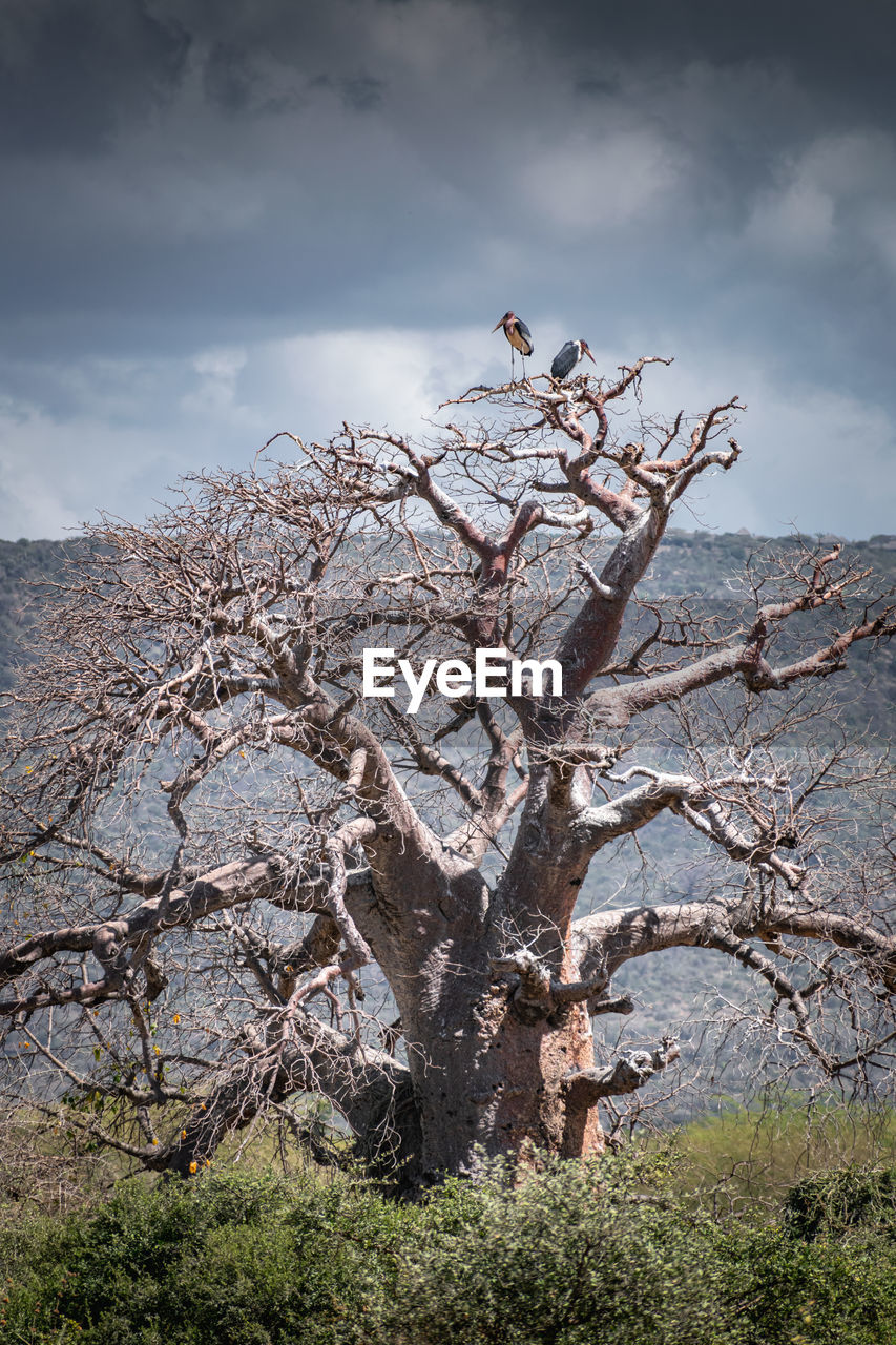 Baobab tree adansonia with marabou birds resting on its branches. arusha, tanzania. africa.