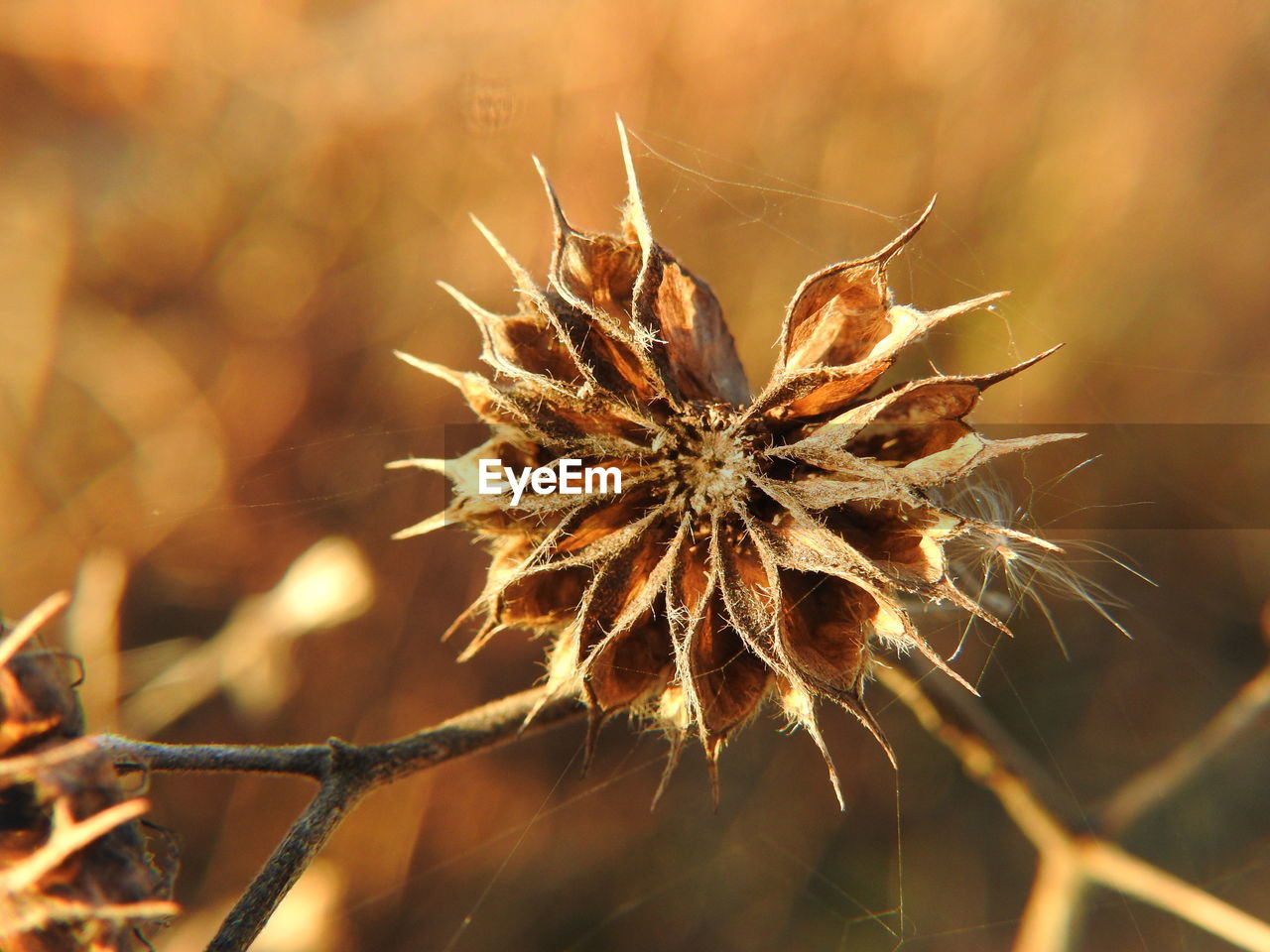 CLOSE-UP OF PLANT