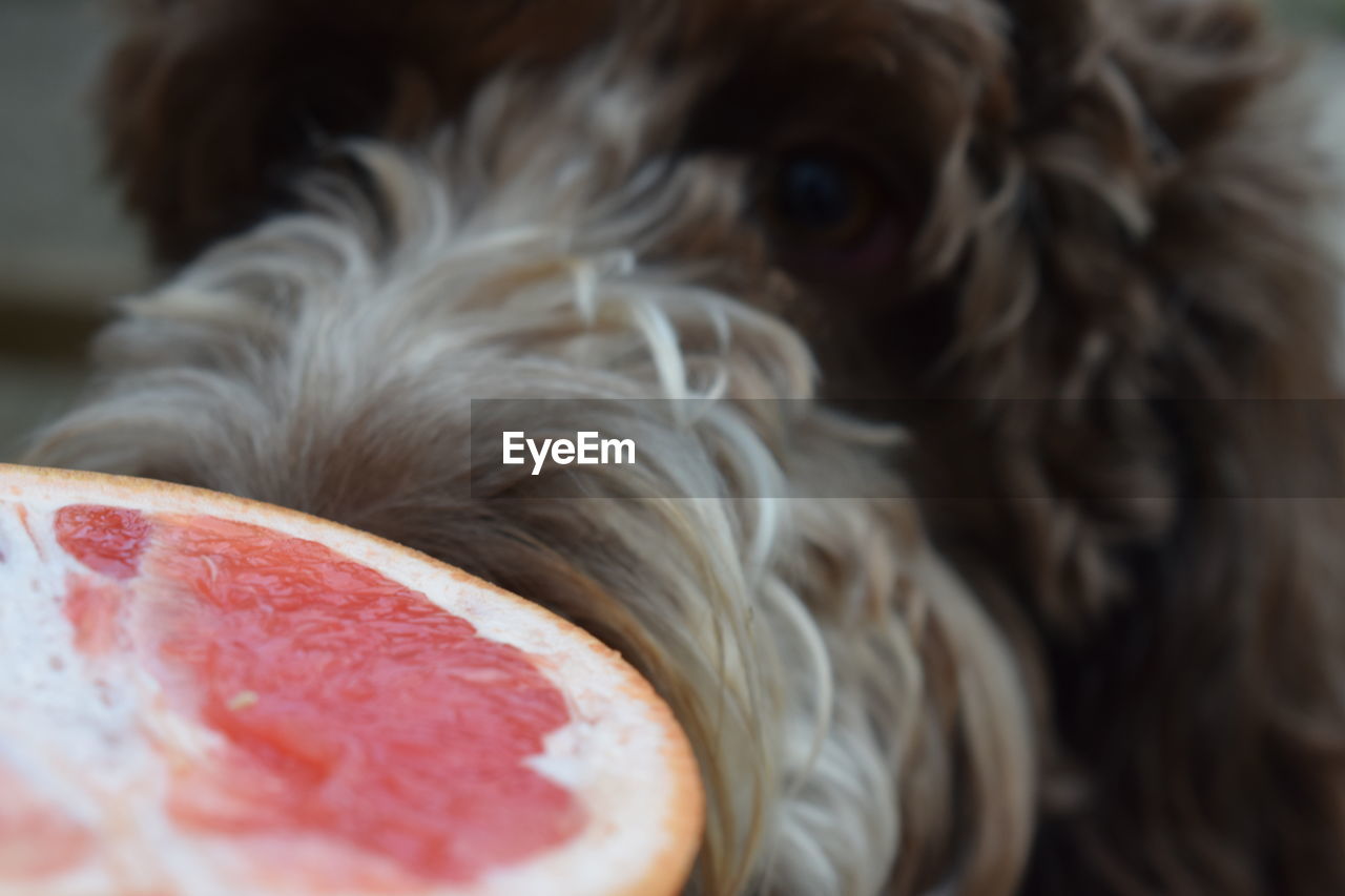 CLOSE-UP OF DOG LOOKING AT A PLATE