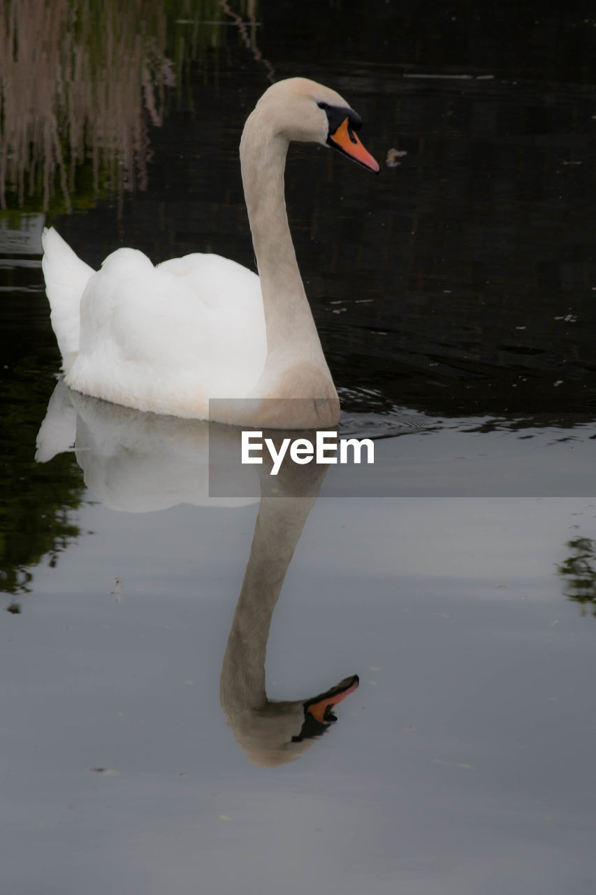 SWANS SWIMMING ON LAKE