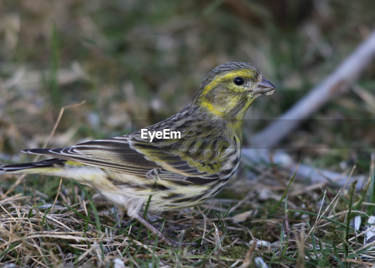 CLOSE-UP OF BIRD PERCHING ON ROCK