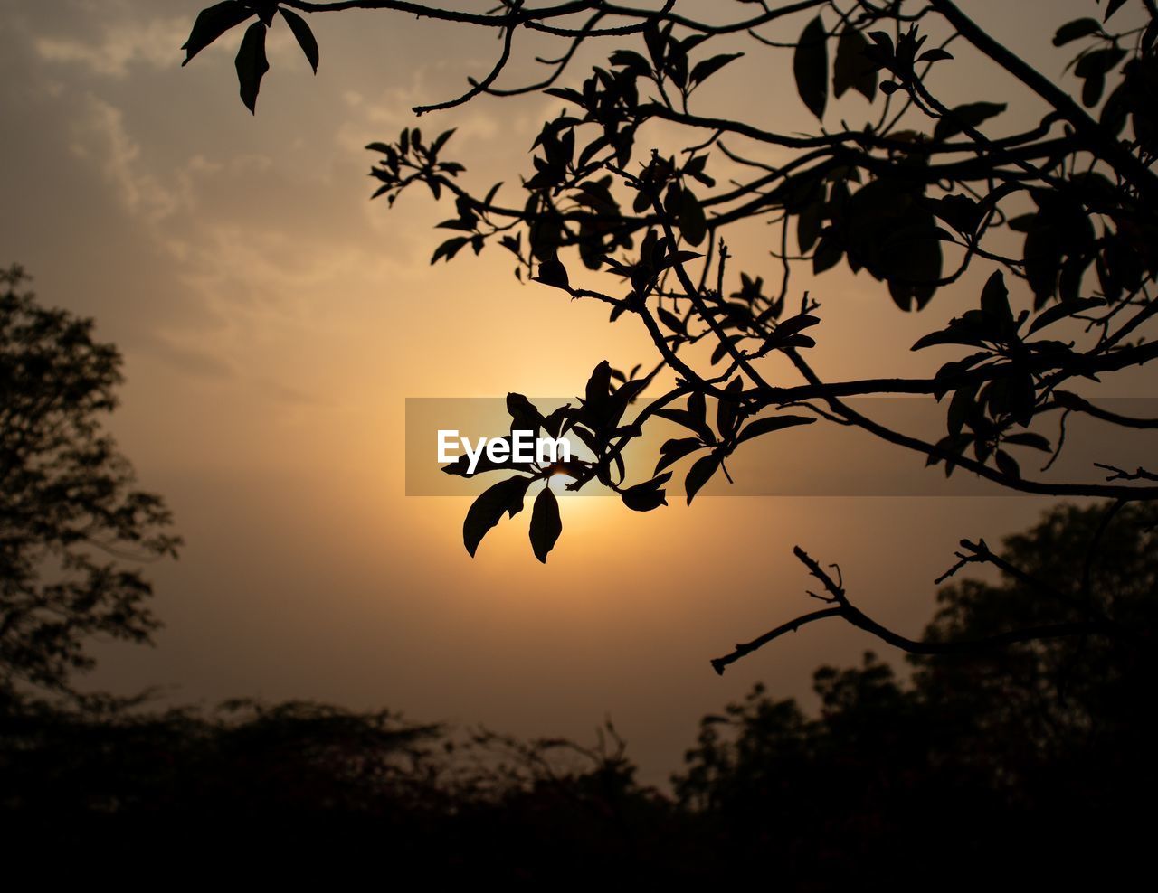 SILHOUETTE TREES AGAINST SKY DURING SUNSET