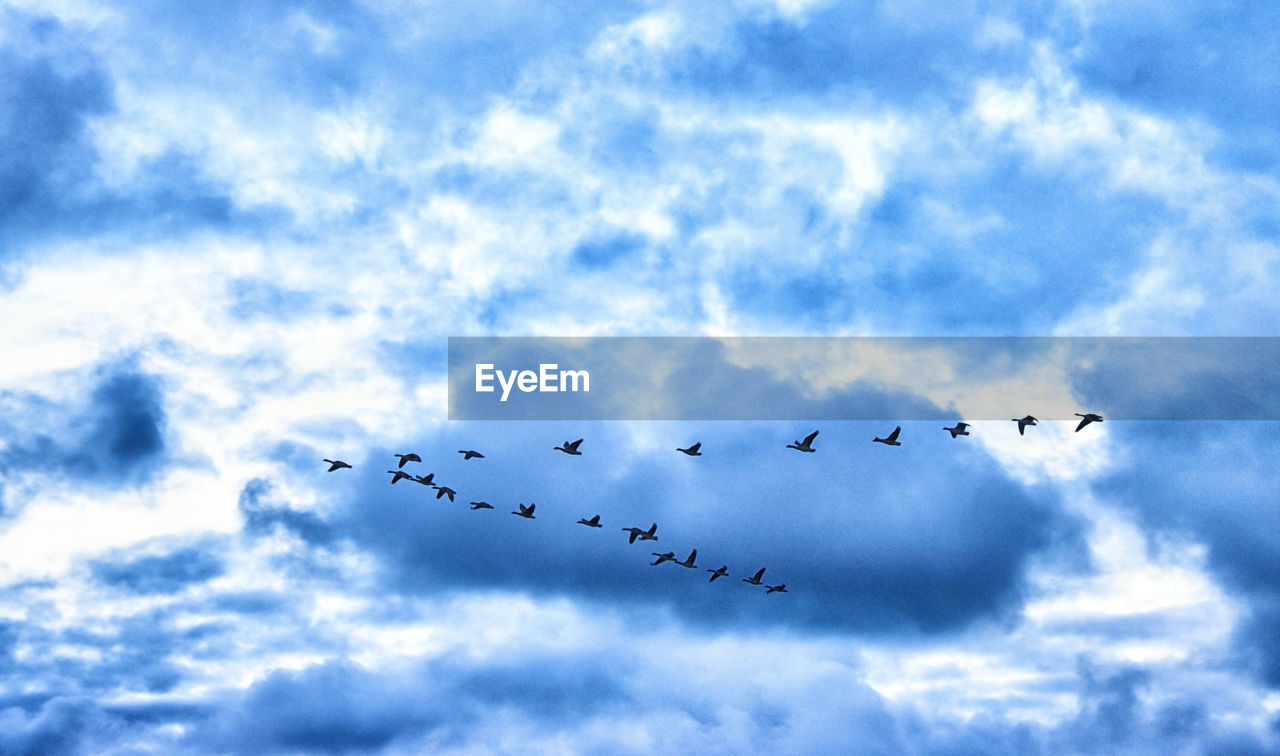 sky, cloud, flying, animal, animal themes, animal wildlife, wildlife, group of animals, bird, blue, large group of animals, flock of birds, low angle view, nature, no people, flock, mid-air, togetherness, day, line, on the move, wing, teamwork, silhouette, outdoors, animal migration, beauty in nature, cooperation, motion, bird migration