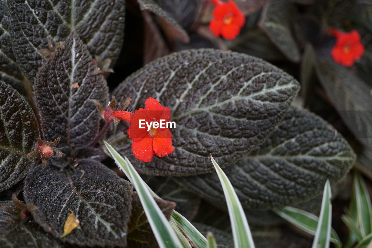 Close-up of red flowering plant