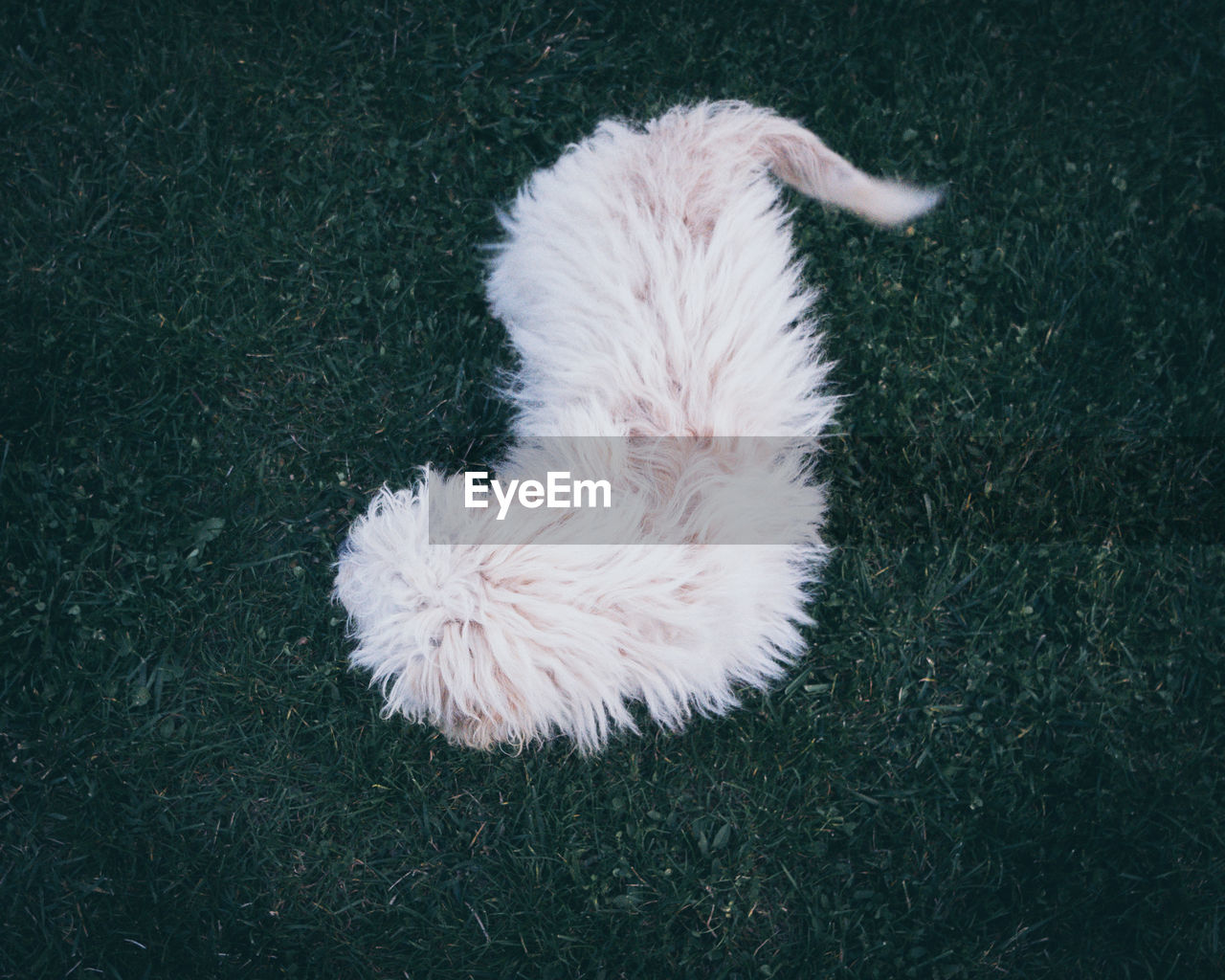 Wiggling dog, high angle view of dog on field