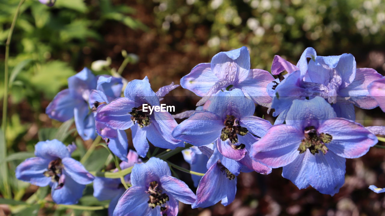 CLOSE-UP OF FRESH PURPLE FLOWERS IN BLOOM