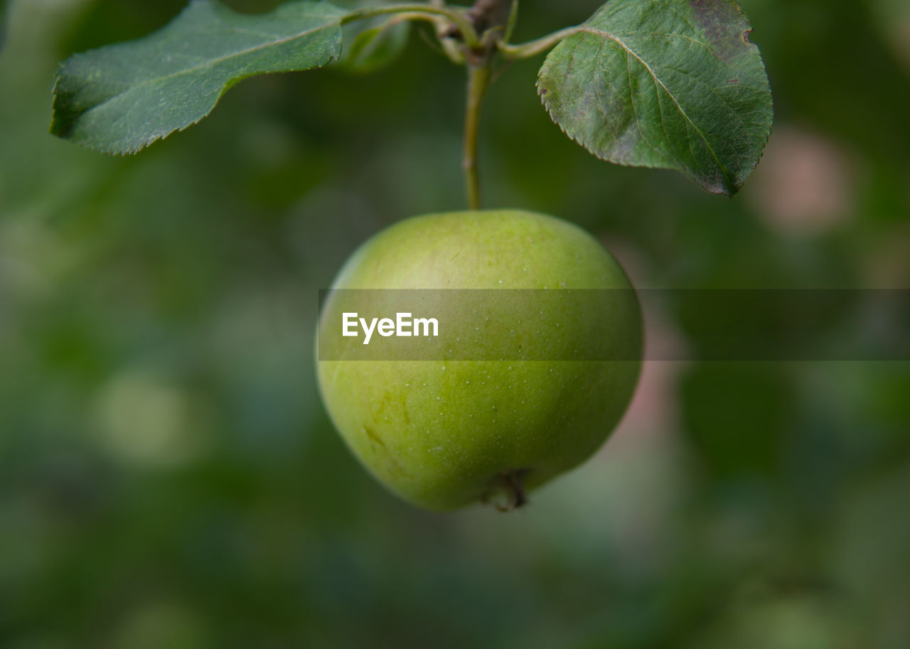 CLOSE-UP OF FRESH GREEN FRUIT