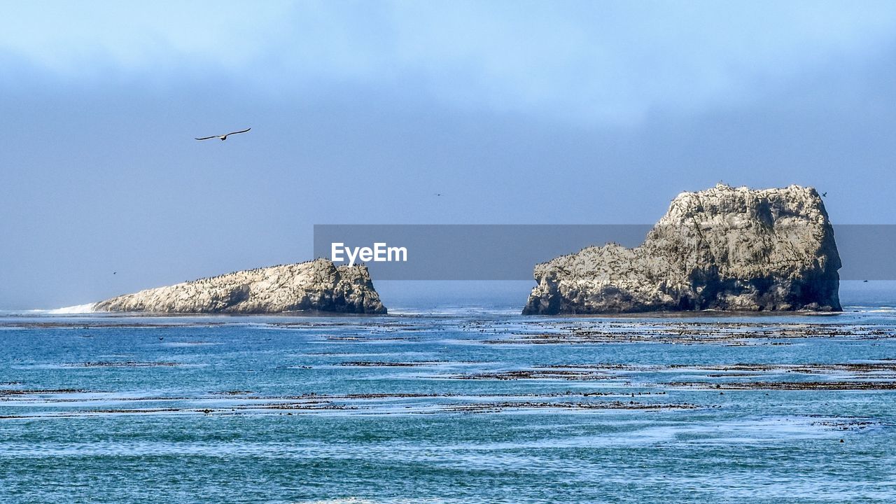 sea, water, ocean, coast, rock, shore, wildlife, sky, beauty in nature, nature, wave, animal themes, animal, animal wildlife, scenics - nature, land, no people, bird, beach, cliff, day, wind wave, horizon, tranquility, tranquil scene, terrain, rock formation, blue, outdoors, group of animals, islet, bay, cloud, non-urban scene, body of water, idyllic, motion, flying