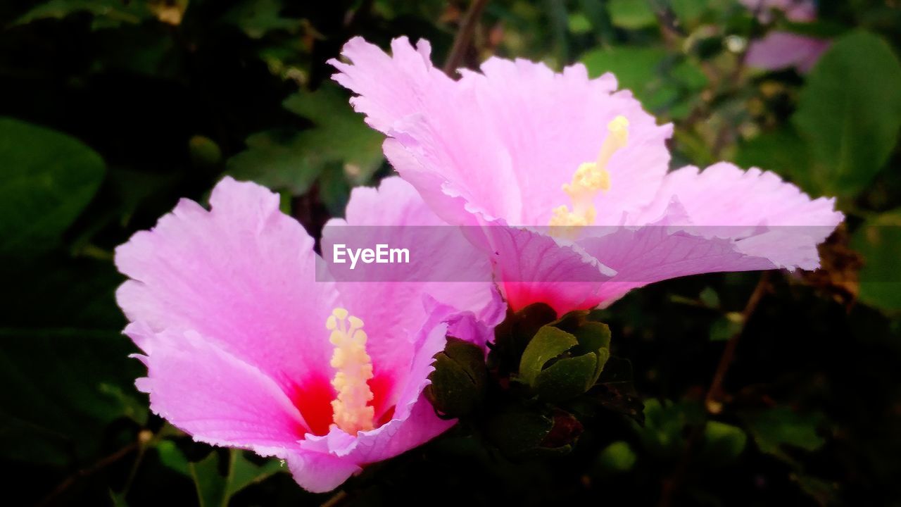 MACRO SHOT OF PINK FLOWERS