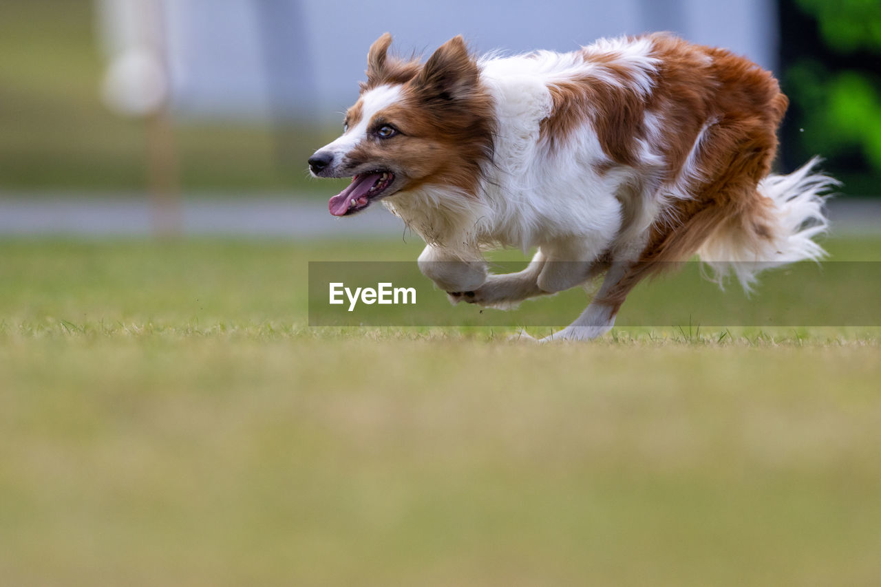 Close-up of dog running fast on field