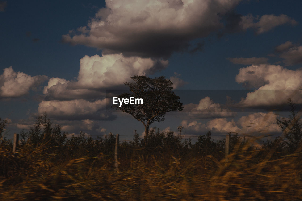 Trees on field against sky