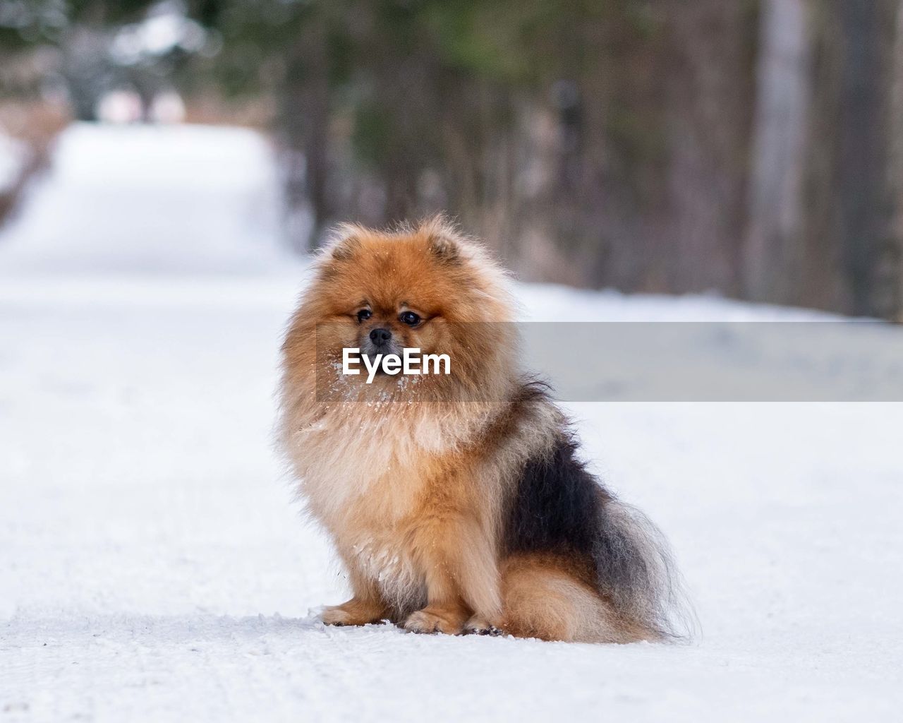 Portrait of a little spitz on a walk in winter