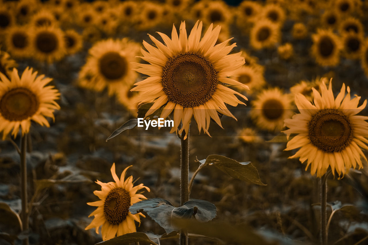 Close-up of yellow flowering plants