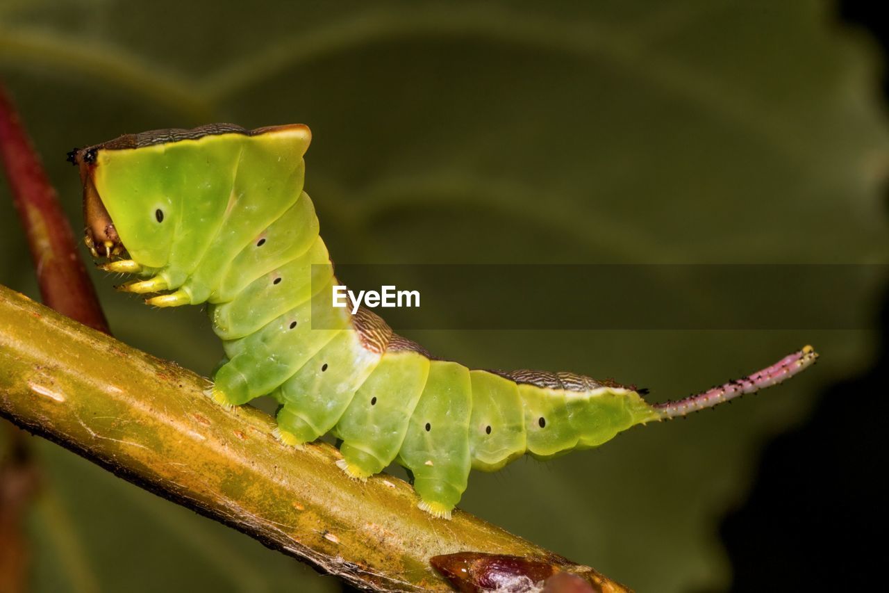 Close-up of caterpillar on plant