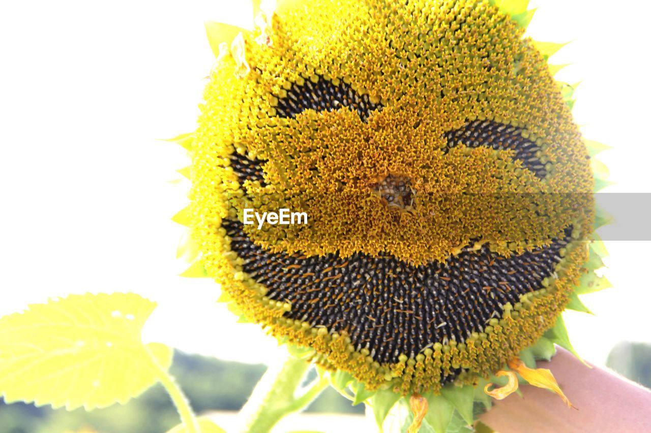 Close-up of sunflower