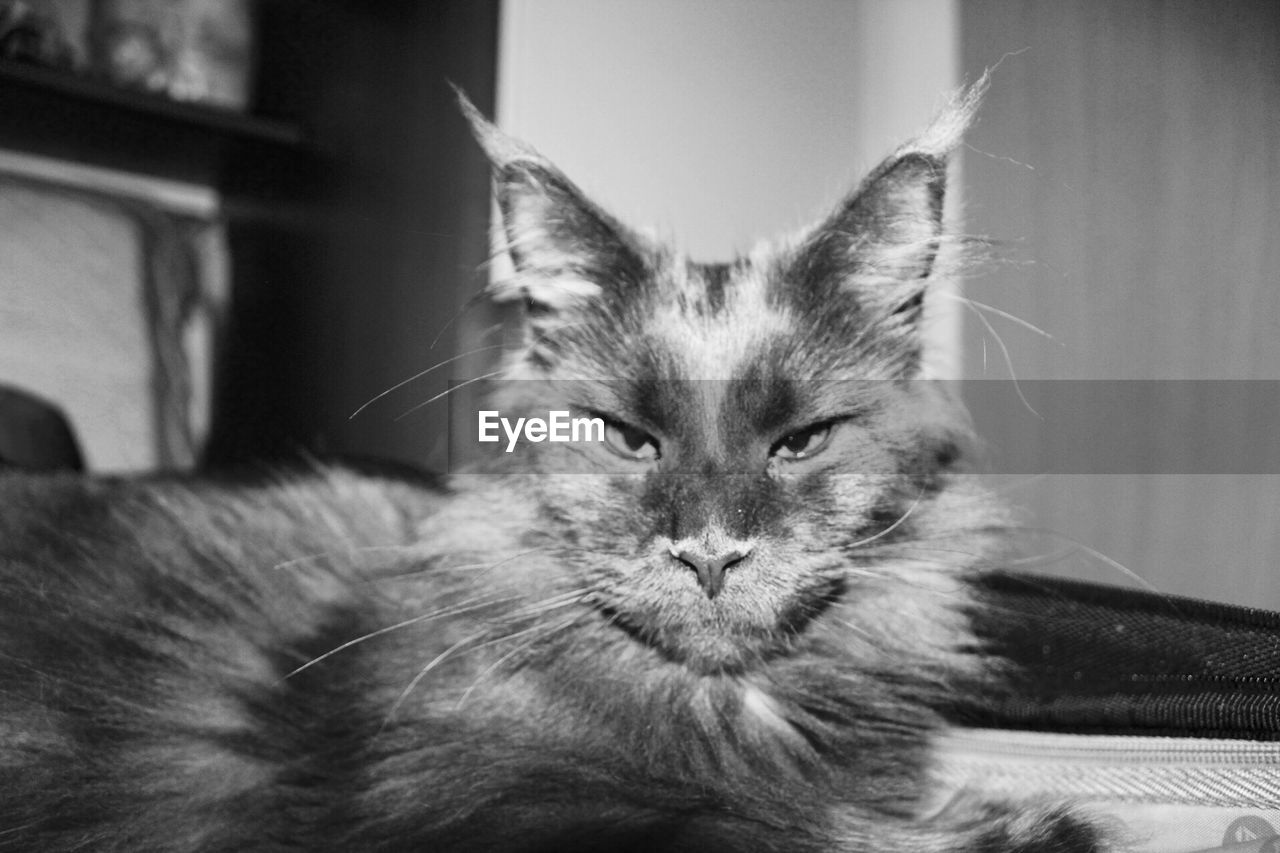 CLOSE-UP PORTRAIT OF CAT RELAXING ON SOFA AT HOME