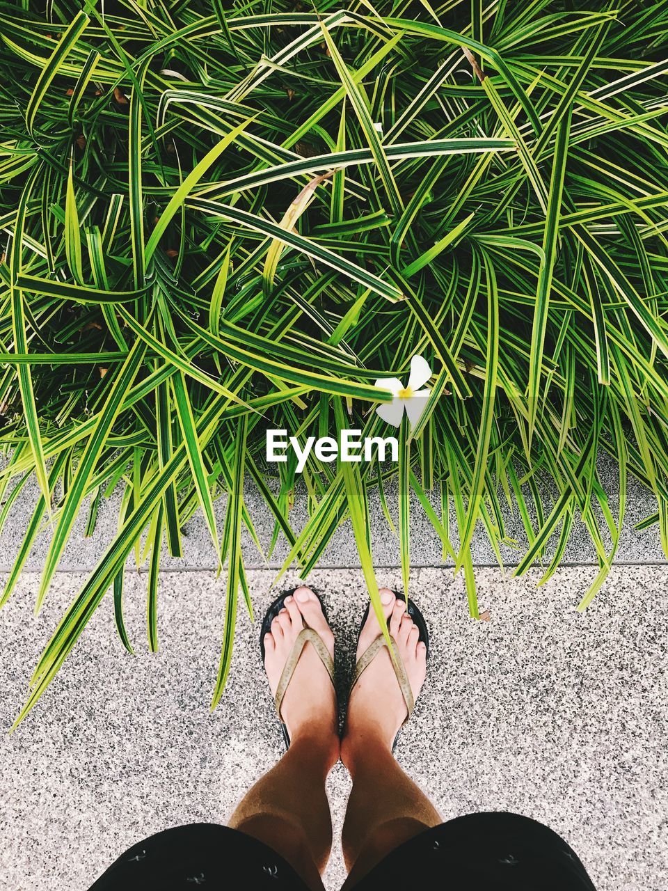 Low section of woman standing by plants