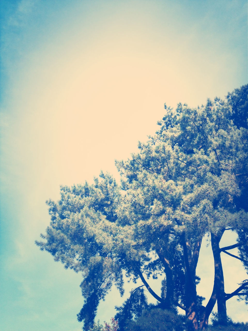 LOW ANGLE VIEW OF TREES AGAINST SKY