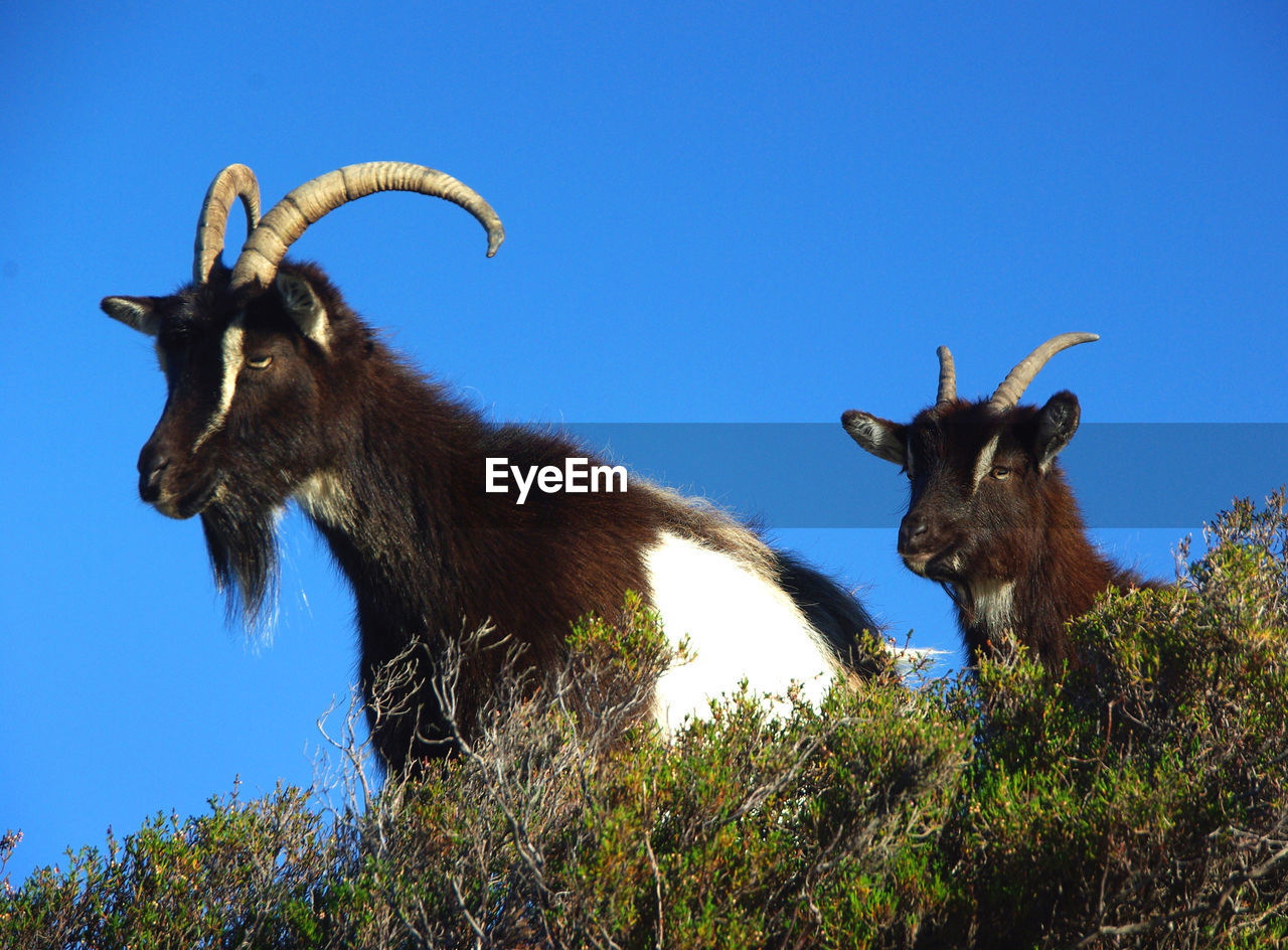 animal, animal themes, mammal, sky, vertebrate, clear sky, nature, animal wildlife, domestic animals, blue, low angle view, group of animals, plant, no people, livestock, horned, animals in the wild, day, land, domestic, outdoors, herbivorous, animal head