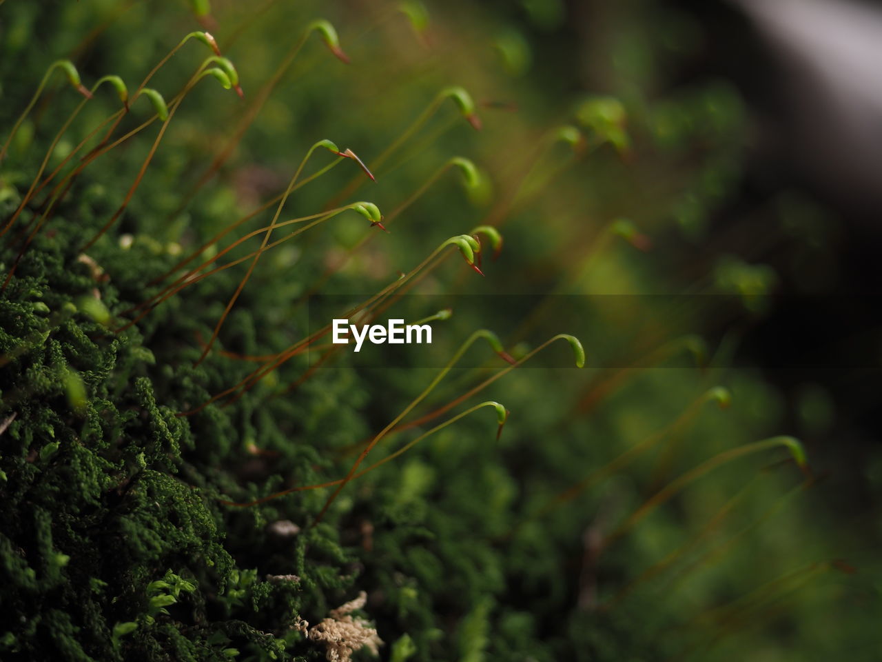 Close-up of fresh green plant