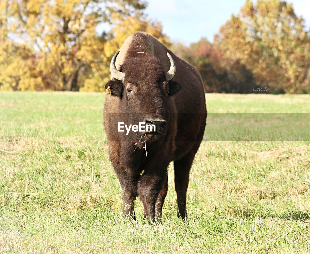 American buffalo grazes in a field with trees in background in late autumn 