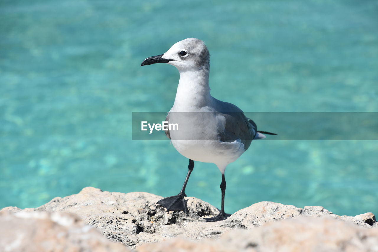 bird, animal themes, animal wildlife, animal, wildlife, one animal, water, gull, sea, beak, nature, rock, seabird, perching, no people, seagull, full length, day, focus on foreground, european herring gull, outdoors, selective focus, beauty in nature, side view, sunlight, beach, sandpiper, standing