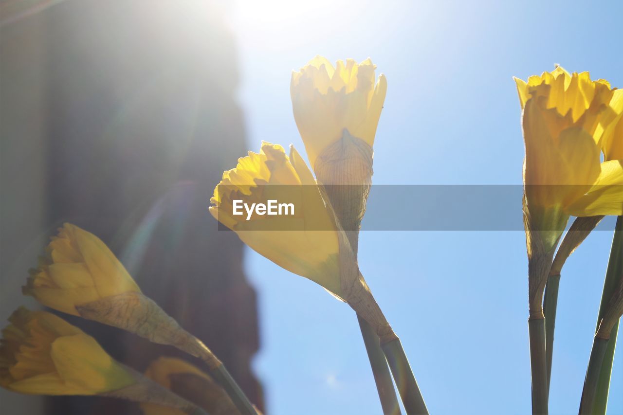 CLOSE-UP OF FRESH YELLOW FLOWERING PLANT