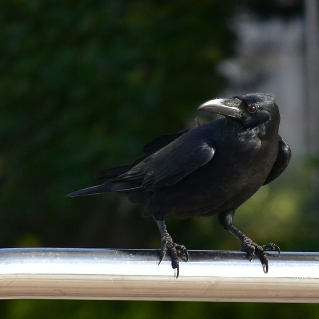 CLOSE-UP OF BIRD PERCHING ON WHITE WALL