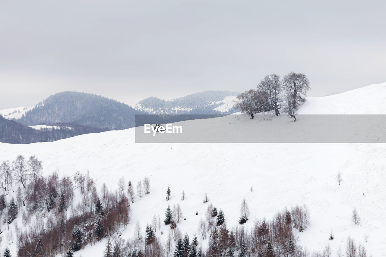 Trees on snow covered landscape against sky