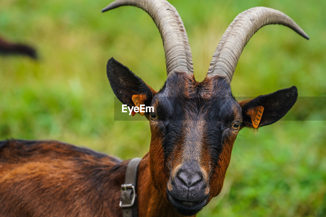 Close-up portrait of a goat