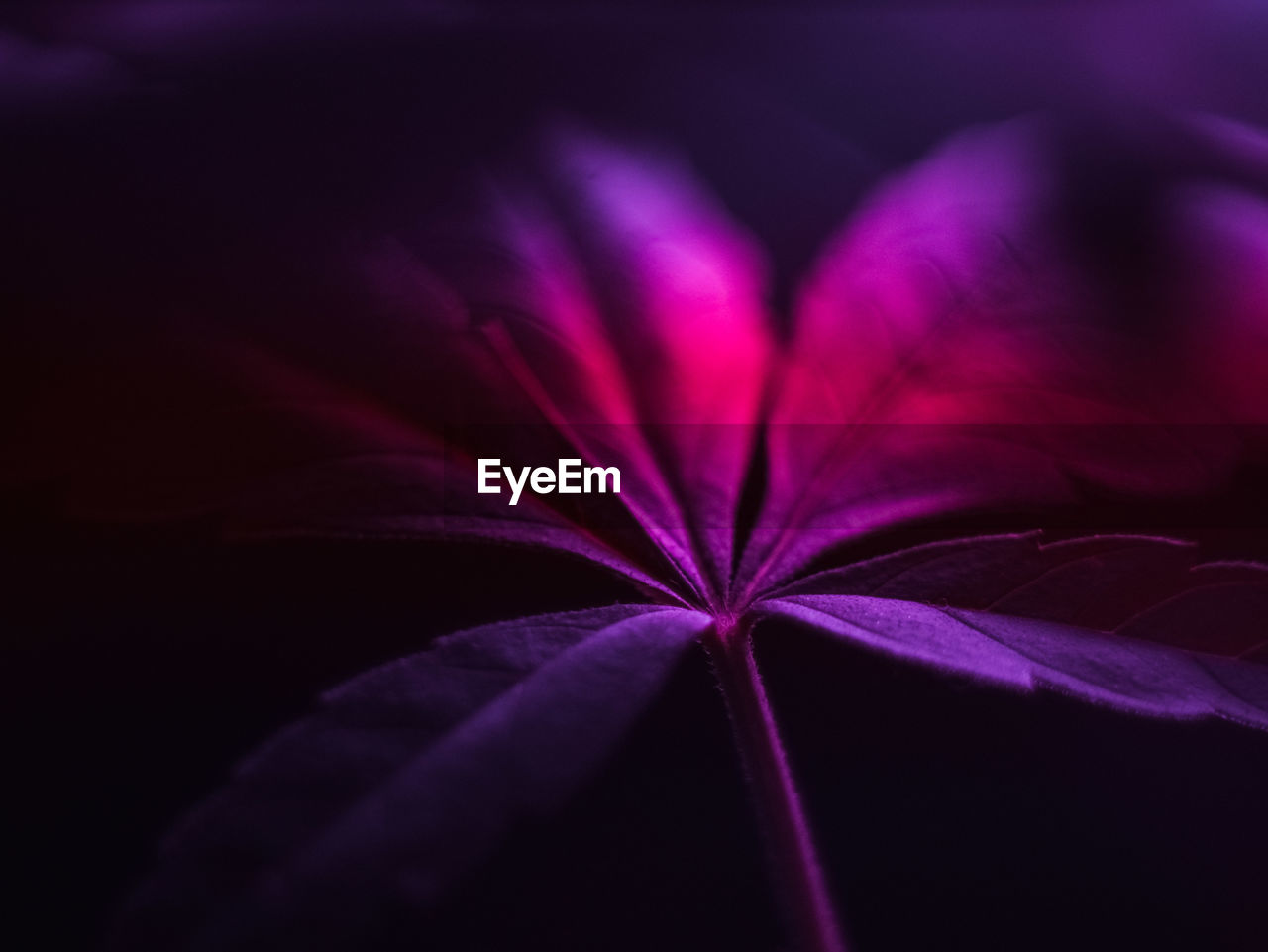 CLOSE-UP OF PURPLE FLOWER AGAINST BLACK BACKGROUND